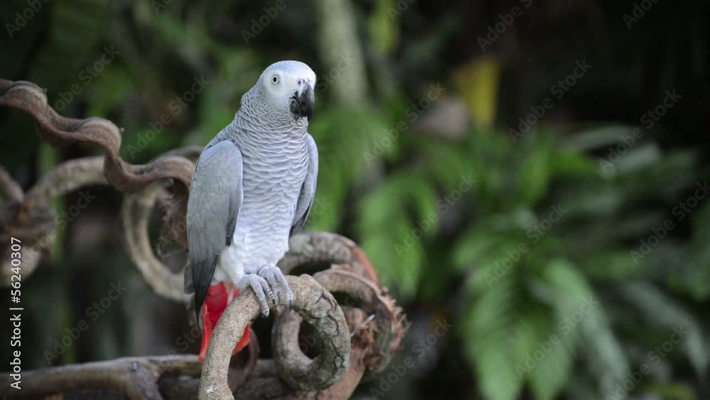 Movement of white parrot Movement of white parrot