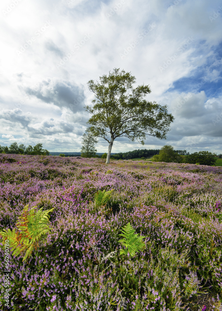 New Forest Heather