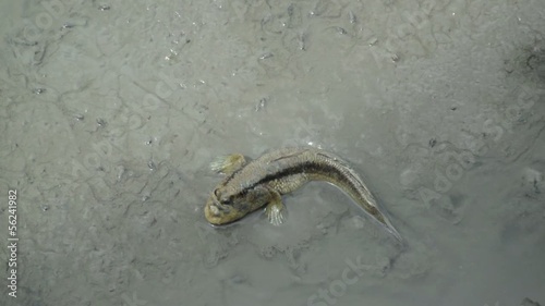 Mudskipper in the wetlands photo