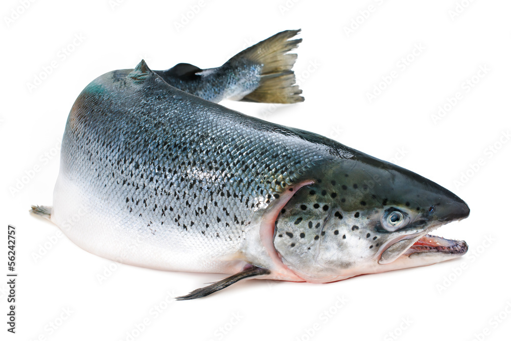 Naklejka premium Atlantic salmon