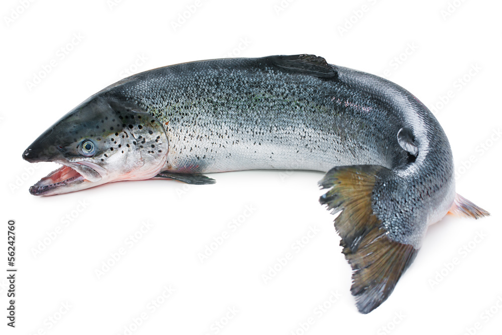 Fototapeta premium Atlantic salmon