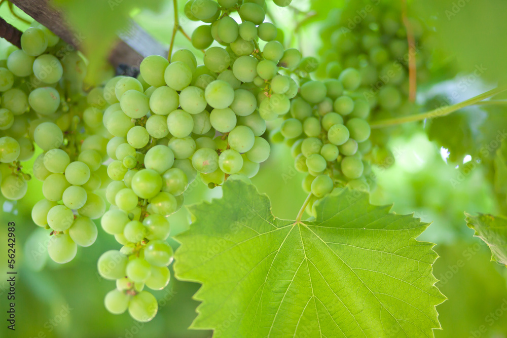 Ripe bunches of green grapes Ripe bunches of green grapes