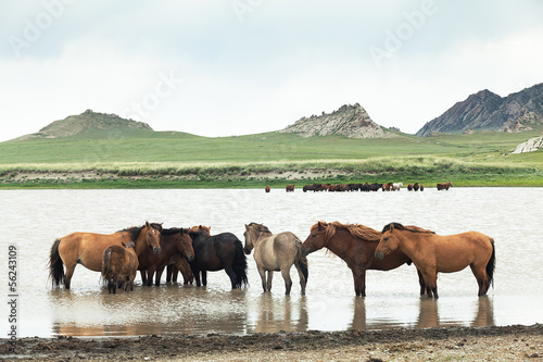 Fototapeta Naklejka Na Ścianę i Meble -  mongolian horses