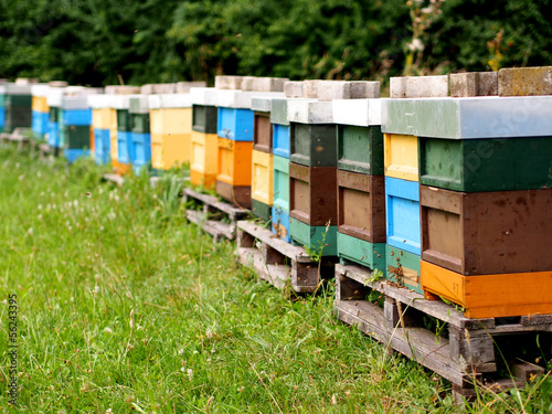 Bienenkästen © focus finder