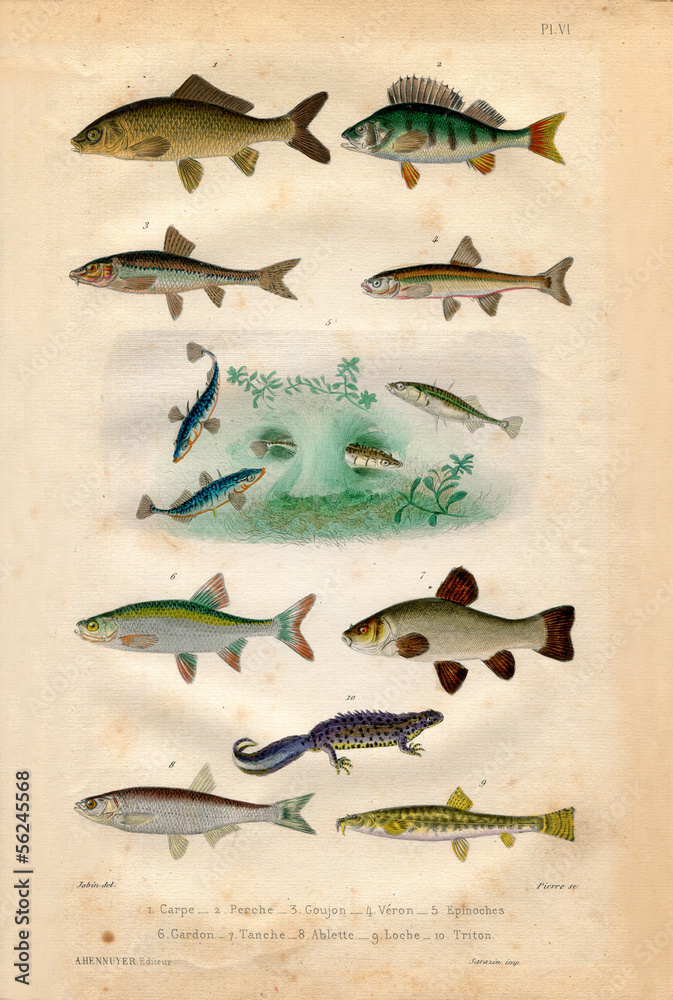 Fototapeta premium Histoire naturelle : Fish