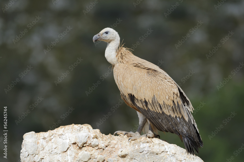 Fototapeta premium Griffon vulture standing on a rock.