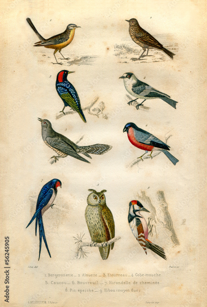 Obraz premium Historia naturalna: ptaki