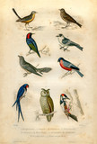 Natural history : Birds