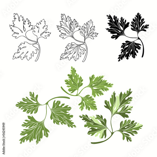 Vector set of parsley on a white background