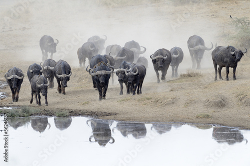 Buffalo herd going to drink.