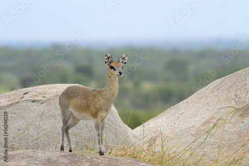 Klipspringer standing on rocks.