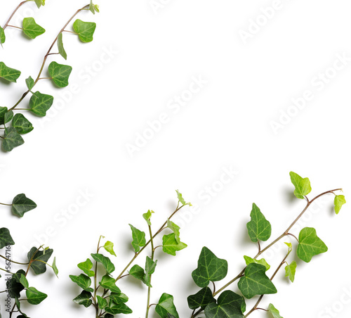 Valokuvatapetti frame of ivy