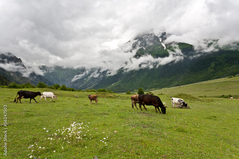 Mountain landscape with cows.