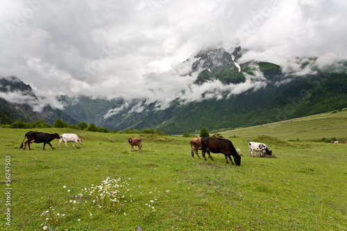 Mountain landscape with cows. © Alex Ishchenko