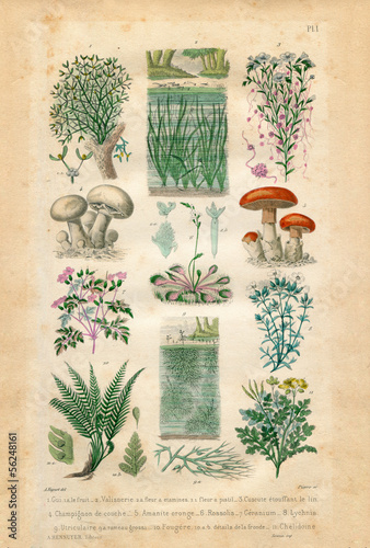 Natural history : plants and flowers