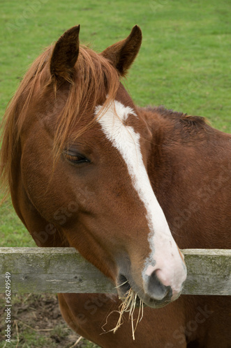 brown horse eating straw