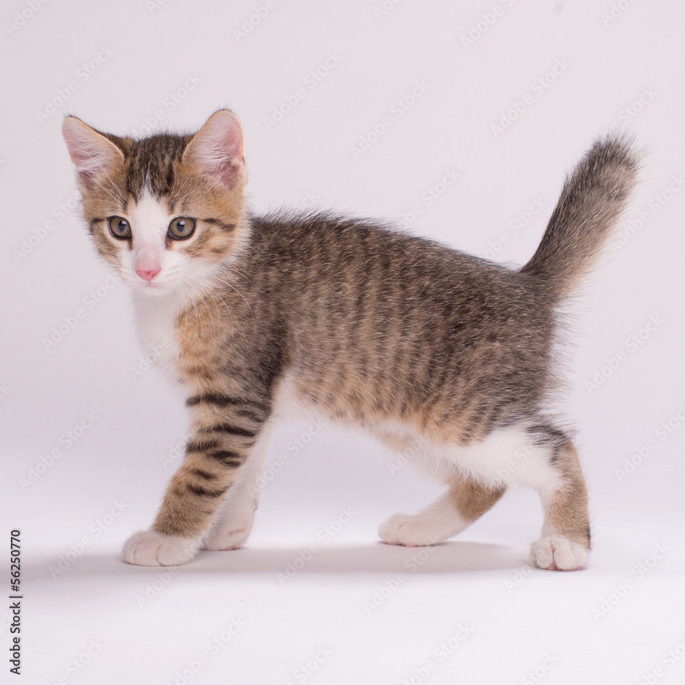 Obraz premium Kitten