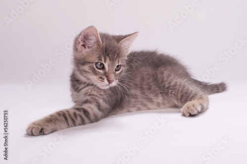 Fototapeta Naklejka Na Ścianę i Meble -  Kitten