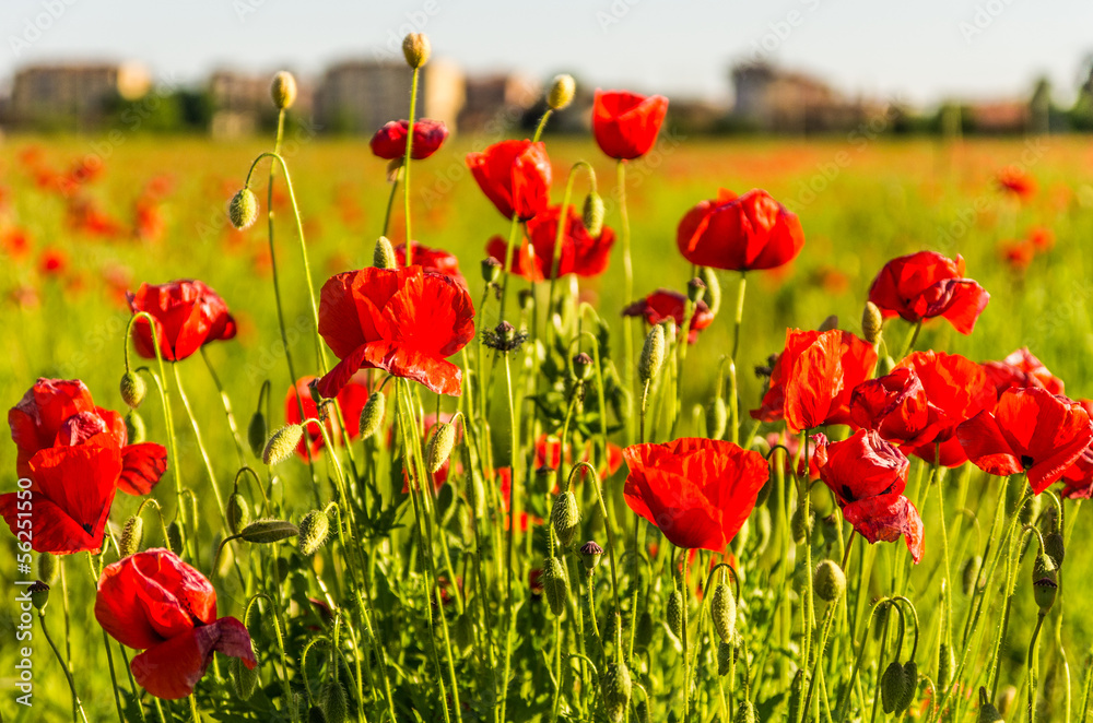 Fototapeta premium Papaveri a grappolo