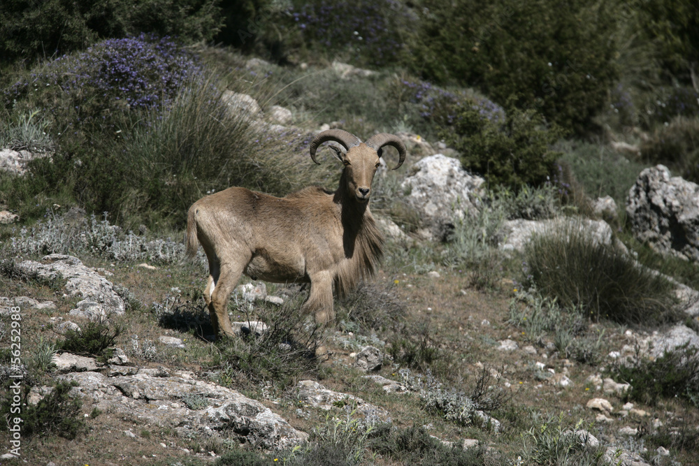 Barbary sheep or Mouflon, Ammotragus lervia Barbary sheep or Mouflon, Ammotragus lervia
