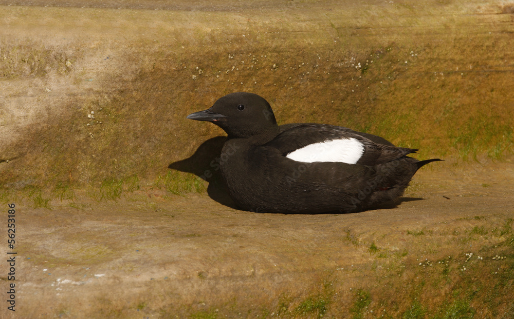 Fototapeta premium Black guillemot, Cepphus grylle