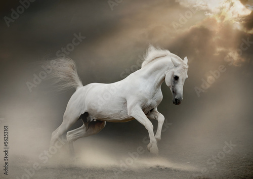 white arabian stallion in dust #56253161