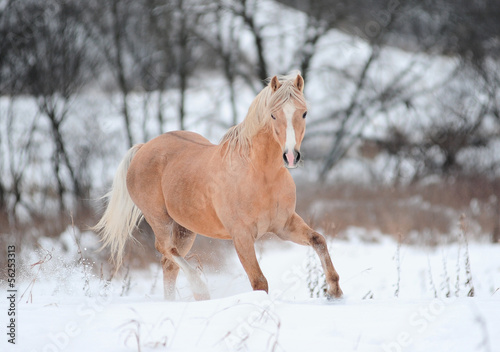 Slika na platnu palomino pony