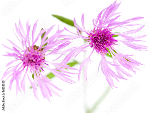 centaurea flowers isolated on white background