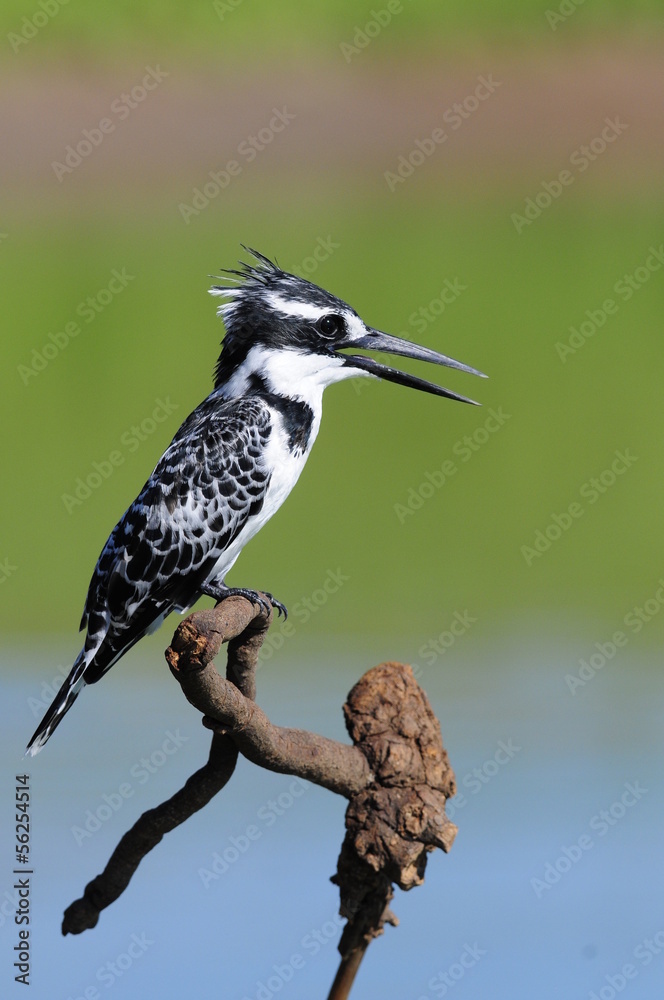Obraz premium Pied Kingfisher (Ceryle rudis)