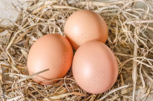 Egg in hay nest