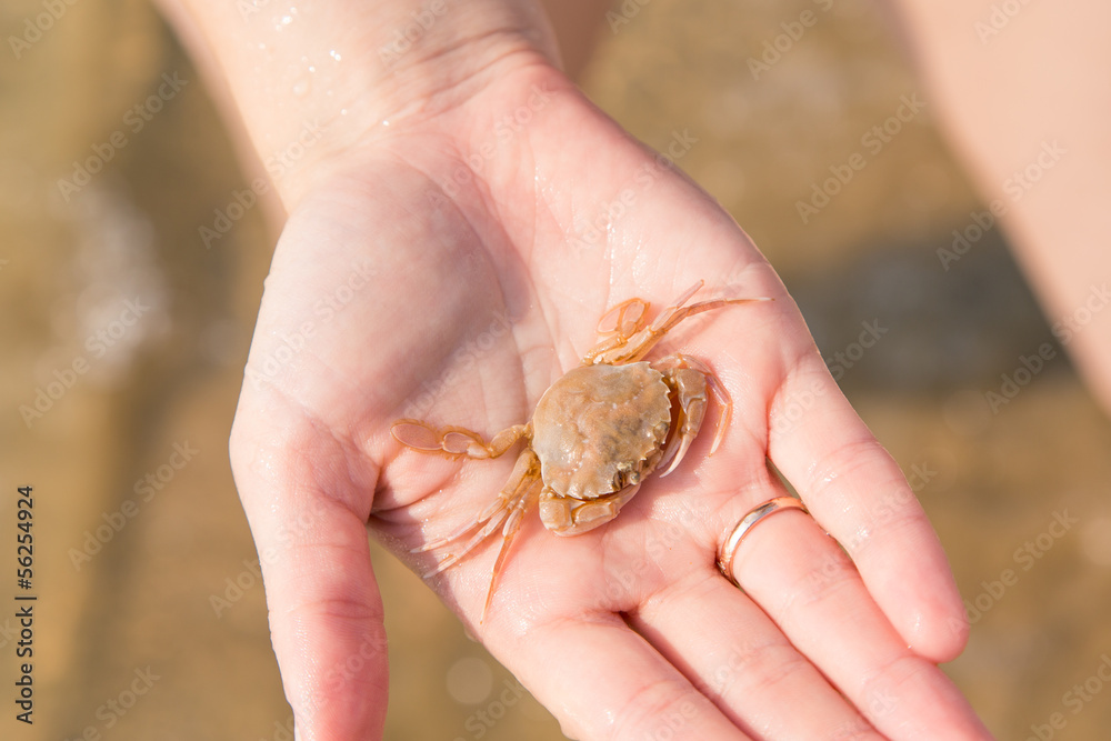 Baby crab on the child's hand