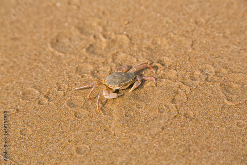 Baby crab on the sea shore