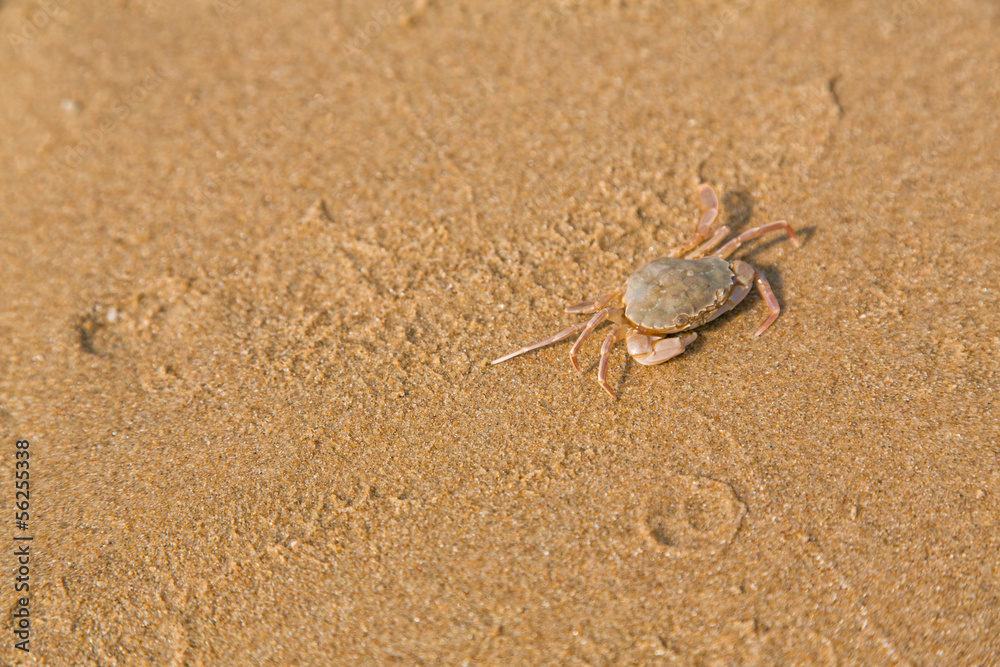 Baby crab on the sea shore