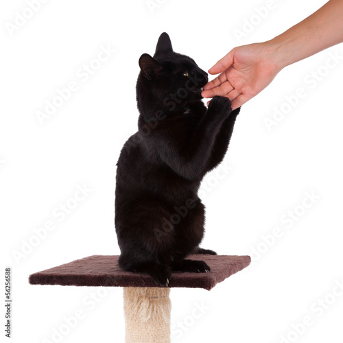 Black cat with a scratch pole