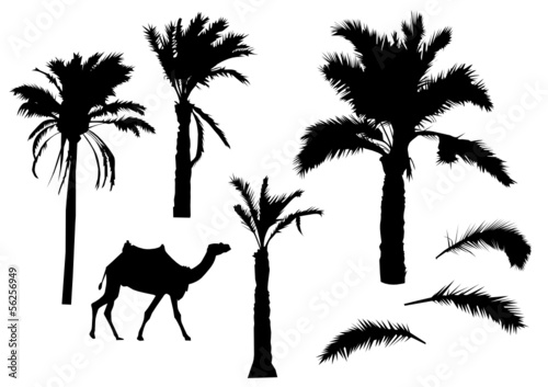 Palm trees silhouettes