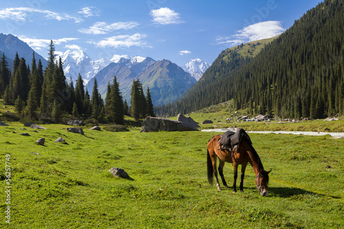 Mountain landscape with grazing horse