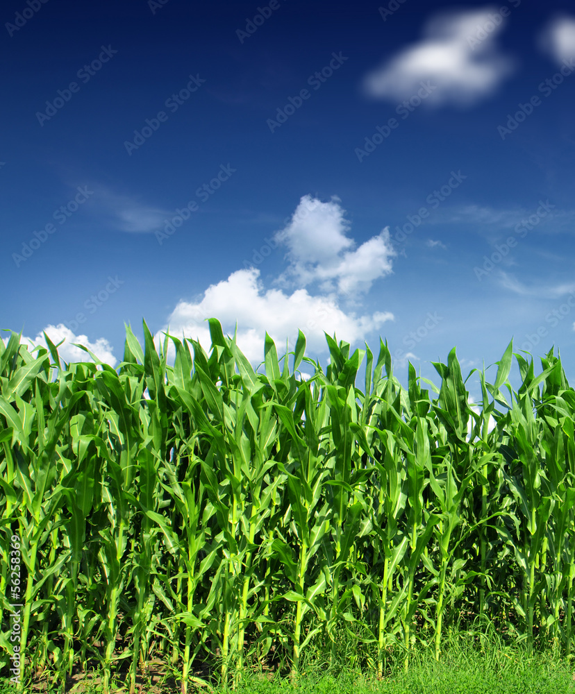 Corn Field Corn Field