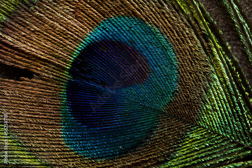 feather texture