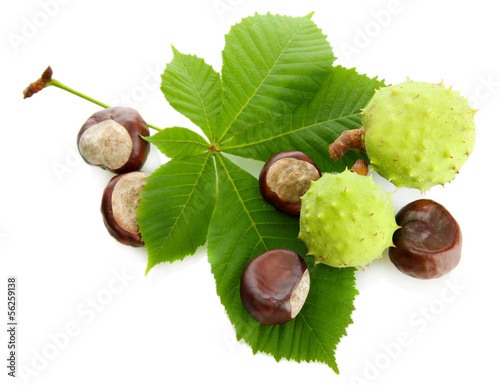 Chestnuts with leaves, isolated on white