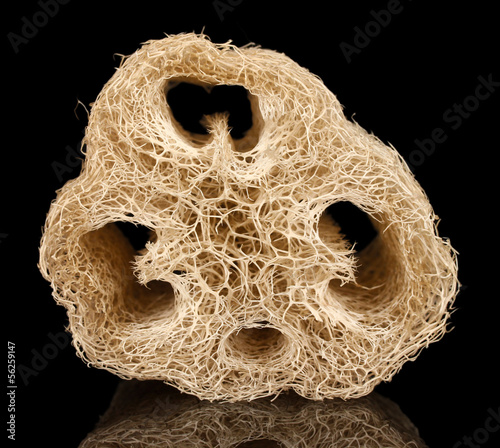 Obraz na płótnie Loofah isolated on black