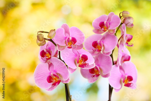 Fototapeta Naklejka Na Ścianę i Meble -  Gentle beautiful orchid on natural background