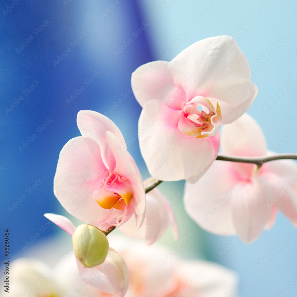 Fototapeta premium pink flowers orchid on a blue background