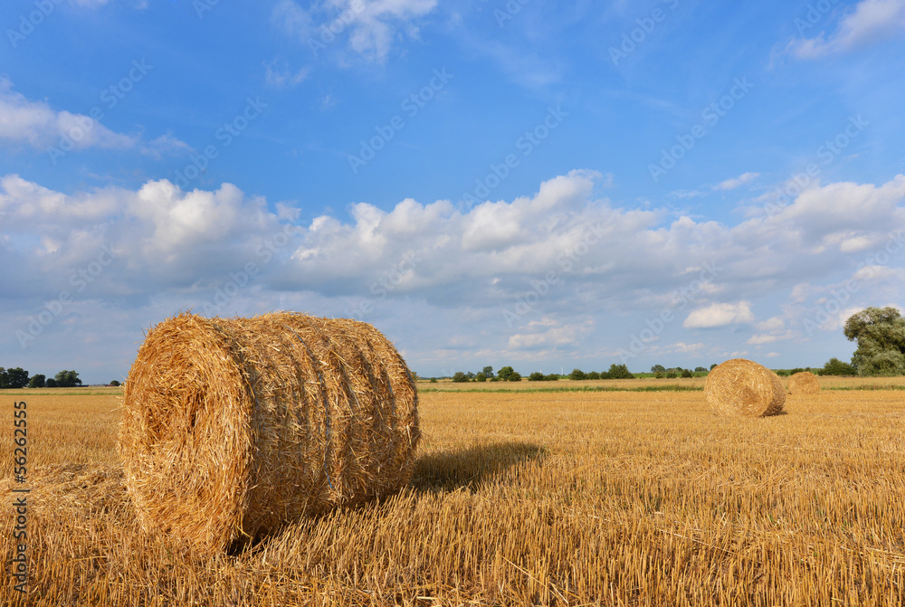 Fototapeta premium Hay bales