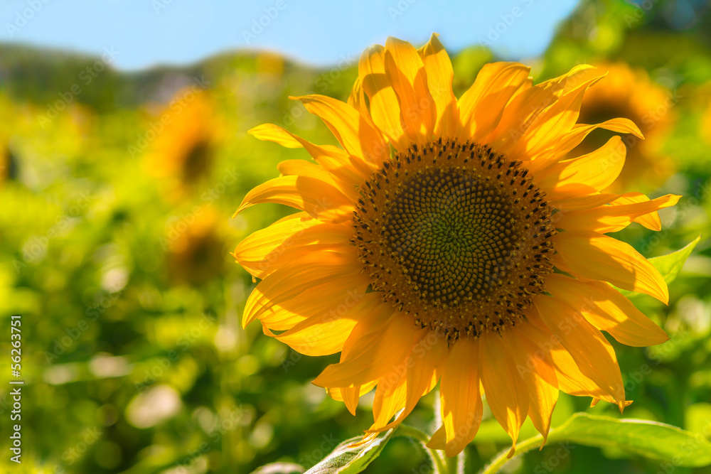 Obraz premium Close-up of sunflower