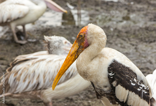 Closeup painted stork in nature