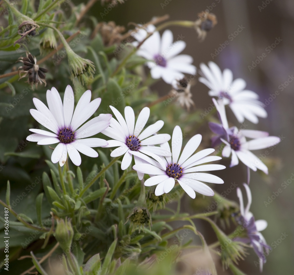 Fototapeta premium Wildflowers in mountains.