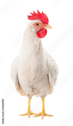 Obraz na płótnie A hen is a laying hen of white color. With a large comb.