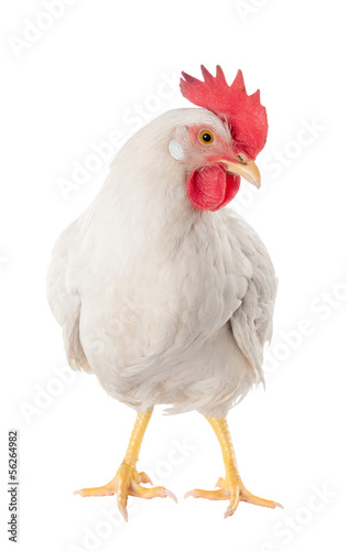 A hen is a laying hen of white color. With a large comb. © yevgeniy11