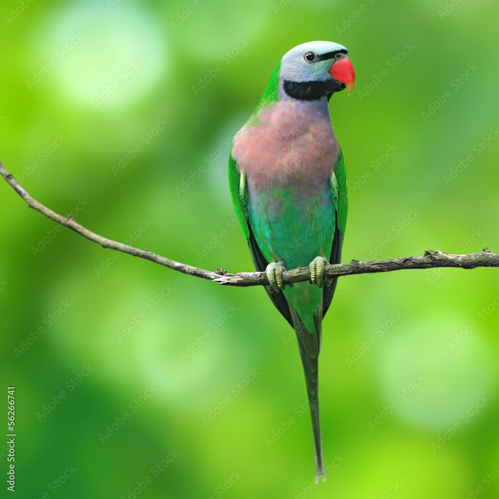 Red-breasted Parakeet