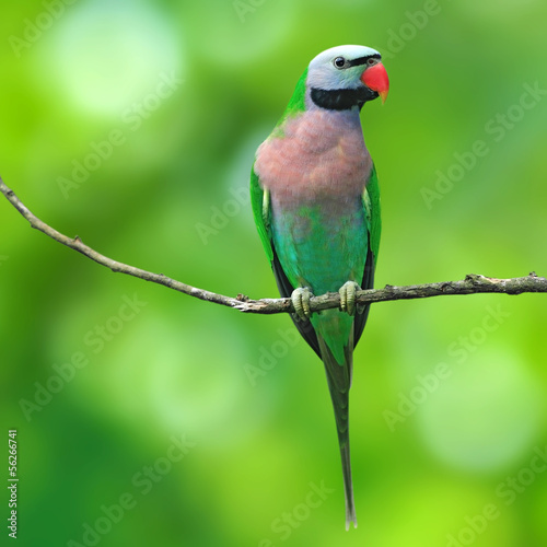 Red-breasted Parakeet